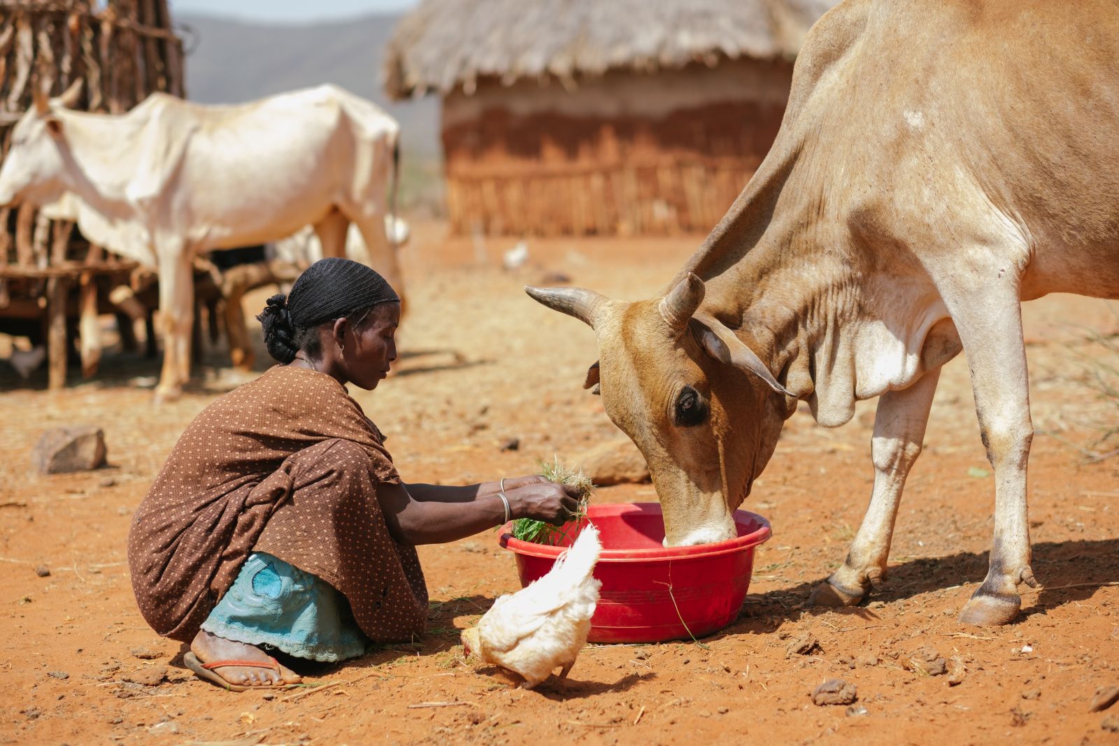 Eine äthiopische Frau bereitet das Futter für die Kühe vor
