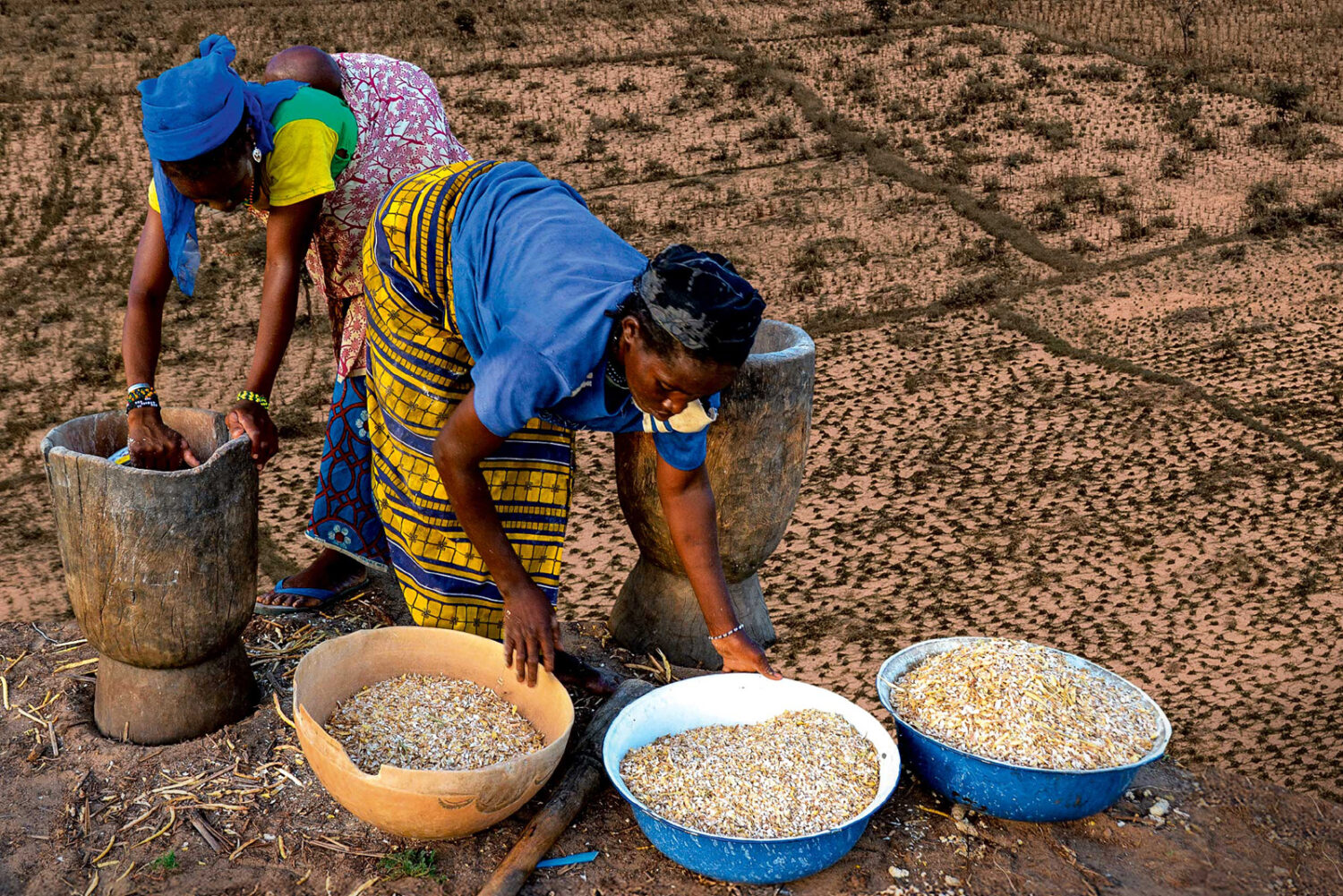 Niger:  – Quando il deserto torna a fiorire: raccolti abbondanti nonostante la siccità 